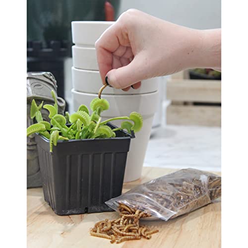 Carnivorous Plant Food Dried Mealworms (1oz), for Feeding Carnivorous Plants (Venus Fly Trap, Pitcher Plant, Sundews, Etc.)