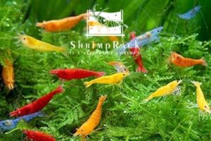 shrimprack™ 20 mixed color neocaridina shrimp skittles live freshwater aquarium shrimps beeding age young adults 1/2-1 inch long. live arrival guarantee.