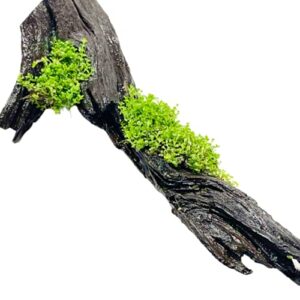 Mainam Dwarf Baby Tears on Driftwood Hemianthus Callitrichoides Freshwater Live Aquarium Plant Decorations 3 Days Guarantee