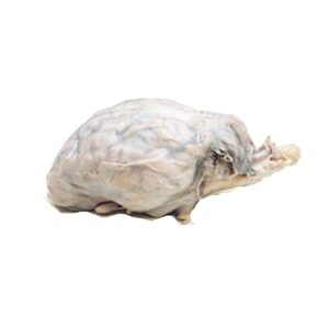 preserved sheep brain specimen for dissection, without hypophysis, vacuum pack of 1, made by anatomy lab