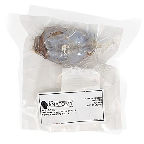 Preserved Sheep Brain Specimen for Dissection, Without Hypophysis, Vacuum Pack of 1, Made by Anatomy Lab