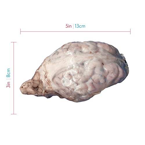 Preserved Sheep Brain Specimen for Dissection, Without Hypophysis, Vacuum Pack of 1, Made by Anatomy Lab