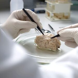 Preserved Sheep Brain Specimen for Dissection, Without Hypophysis, Vacuum Pack of 1, Made by Anatomy Lab