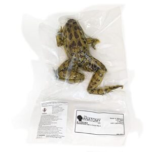 Anatomy Lab Grass Frog Specimen for Dissection, for Biology Classrooms, 3-4 inches Plain Injection, Vacuum Pack of 1