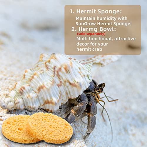 12 Pieces Hermit Crab Sponges Pet Crab Sea Sponges Unbleached Hermit Crab Supplies Sponge Provide Nutrients Crab Sponges Hermit Crab Accessories for Maintaining Hermit Crab Tank Humidity Supplies