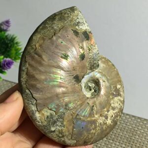 rainbow iridescent ammonite shell specimen madagascar 197g p211