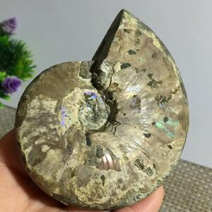 Rainbow Iridescent Ammonite Shell Specimen Madagascar 197g P211