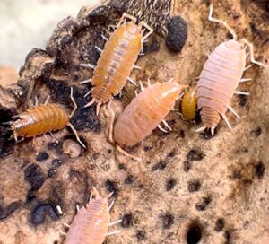 bugzy bugs powder orange live isopods porcellio pruinosus cleanup crew roly poly for insect terrarium reptile pet food