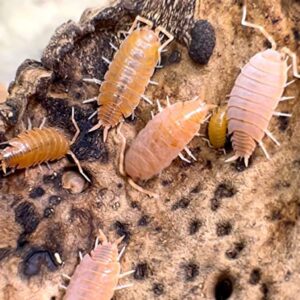 Bugzy Bugs Powder Orange Live Isopods Porcellio Pruinosus Cleanup Crew Roly Poly for Insect Terrarium Reptile Pet Food