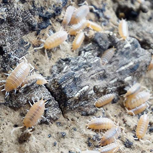 Bugzy Bugs Powder Orange Live Isopods Porcellio Pruinosus Cleanup Crew Roly Poly for Insect Terrarium Reptile Pet Food