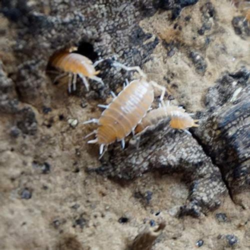 Bugzy Bugs Powder Orange Live Isopods Porcellio Pruinosus Cleanup Crew Roly Poly for Insect Terrarium Reptile Pet Food