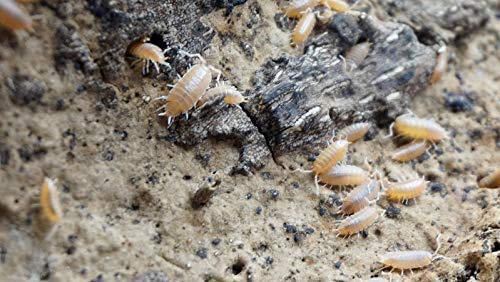 Bugzy Bugs Powder Orange Live Isopods Porcellio Pruinosus Cleanup Crew Roly Poly for Insect Terrarium Reptile Pet Food