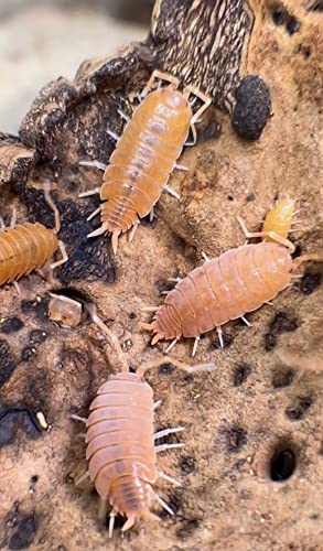 Bugzy Bugs Powder Orange Live Isopods Porcellio Pruinosus Cleanup Crew Roly Poly for Insect Terrarium Reptile Pet Food