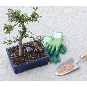 Calcined Clay Soil Amendment (2 Quarts), for Bonsai Tree Potting and Other Plants, Regulates Moisture
