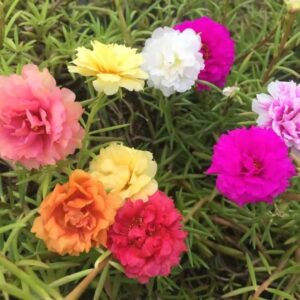 KVITER Portulaca Grandiflora Seed Mix Garden Purslane Double Flower Moss Rose About 1100 Seeds