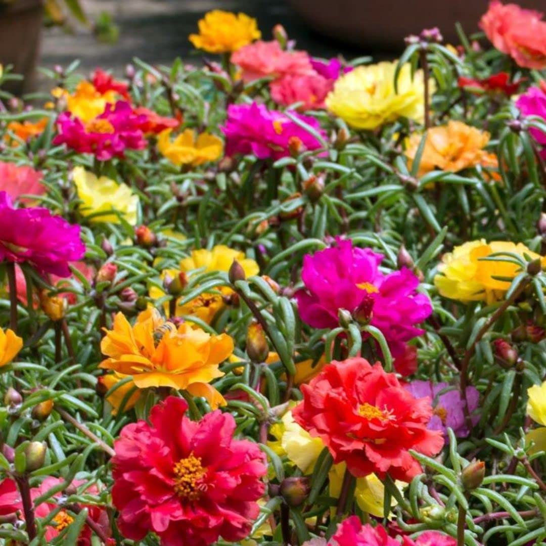 KVITER Portulaca Grandiflora Seed Mix Garden Purslane Double Flower Moss Rose About 1100 Seeds