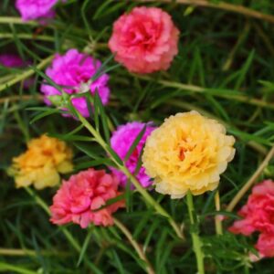 KVITER Portulaca Grandiflora Seed Mix Garden Purslane Double Flower Moss Rose About 1100 Seeds