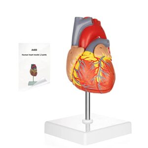 merinden human heart model for anatomy,working heart model,human body heart model with magnets on base,2-part life size anatomically accurate numbered heart medical model with 48 anatomical structures