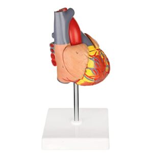 Merinden Human Heart Model for Anatomy,Working Heart Model,Human Body Heart Model with Magnets on Base,2-Part Life Size Anatomically Accurate Numbered Heart Medical Model with 48 Anatomical Structures