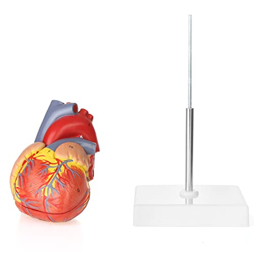 Merinden Human Heart Model for Anatomy,Working Heart Model,Human Body Heart Model with Magnets on Base,2-Part Life Size Anatomically Accurate Numbered Heart Medical Model with 48 Anatomical Structures