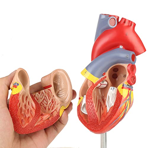 Merinden Human Heart Model for Anatomy,Working Heart Model,Human Body Heart Model with Magnets on Base,2-Part Life Size Anatomically Accurate Numbered Heart Medical Model with 48 Anatomical Structures