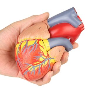 Merinden Human Heart Model for Anatomy,Working Heart Model,Human Body Heart Model with Magnets on Base,2-Part Life Size Anatomically Accurate Numbered Heart Medical Model with 48 Anatomical Structures