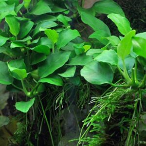 marcus fish tanks - anubias barteri pot easy live aquarium plants buy 2 get 1