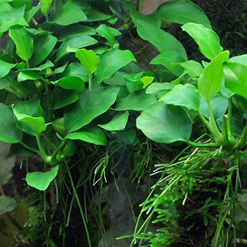 Marcus Fish Tanks - Anubias Barteri Pot Easy Live Aquarium Plants Buy 2 GET 1