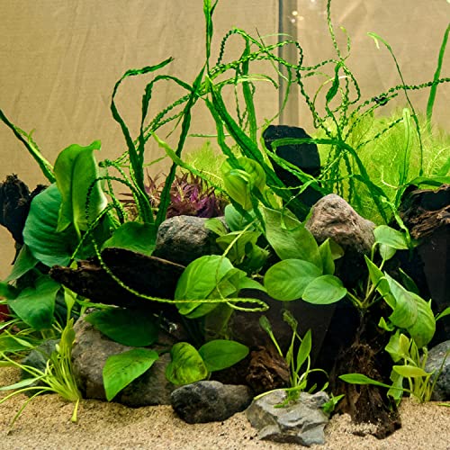 Marcus Fish Tanks - Anubias Barteri Pot Easy Live Aquarium Plants Buy 2 GET 1