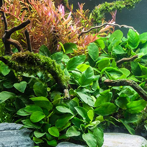 Marcus Fish Tanks - Anubias Barteri Pot Easy Live Aquarium Plants Buy 2 GET 1