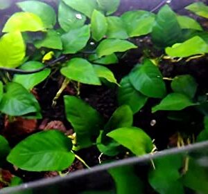 Marcus Fish Tanks - Anubias Barteri Pot Easy Live Aquarium Plants Buy 2 GET 1