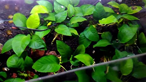 Marcus Fish Tanks - Anubias Barteri Pot Easy Live Aquarium Plants Buy 2 GET 1