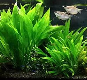 Marcus Fish Tanks - 3X Amazon Sword Echinodorus Bleheri Easy Live Aquarium Plants for Aquatic Freshwater Fish Tank