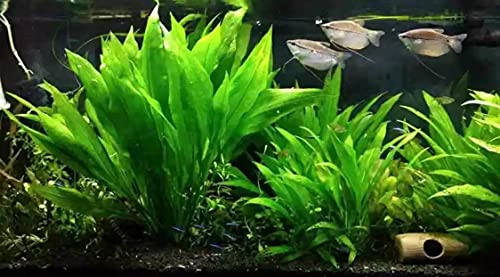 Marcus Fish Tanks - 3X Amazon Sword Echinodorus Bleheri Easy Live Aquarium Plants for Aquatic Freshwater Fish Tank