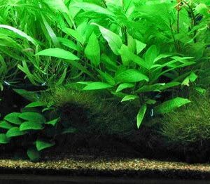 Marcus Fish Tanks - 3X Amazon Sword Echinodorus Bleheri Easy Live Aquarium Plants for Aquatic Freshwater Fish Tank