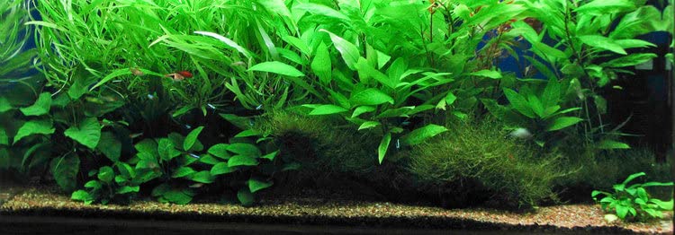 Marcus Fish Tanks - 3X Amazon Sword Echinodorus Bleheri Easy Live Aquarium Plants for Aquatic Freshwater Fish Tank