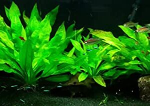 Marcus Fish Tanks - 3X Amazon Sword Echinodorus Bleheri Easy Live Aquarium Plants for Aquatic Freshwater Fish Tank