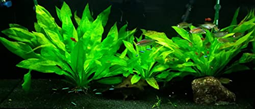 Marcus Fish Tanks - 3X Amazon Sword Echinodorus Bleheri Easy Live Aquarium Plants for Aquatic Freshwater Fish Tank