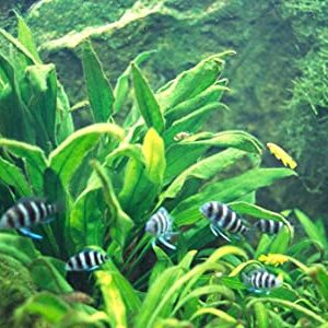 Marcus Fish Tanks - 3X Amazon Sword Echinodorus Bleheri Easy Live Aquarium Plants for Aquatic Freshwater Fish Tank