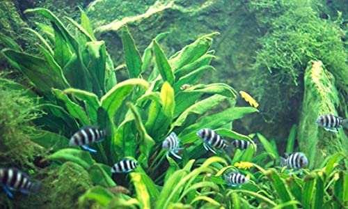 Marcus Fish Tanks - 3X Amazon Sword Echinodorus Bleheri Easy Live Aquarium Plants for Aquatic Freshwater Fish Tank