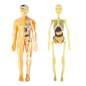 hiawbon 3-d human body model people action figure human torso body anatomy interactive scientific kit with removable organs and skeleton model,set a