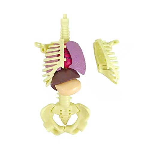 Hiawbon 3-D Human Body Model People Action Figure Human Torso Body Anatomy Interactive Scientific Kit with Removable Organs and Skeleton Model,Set A