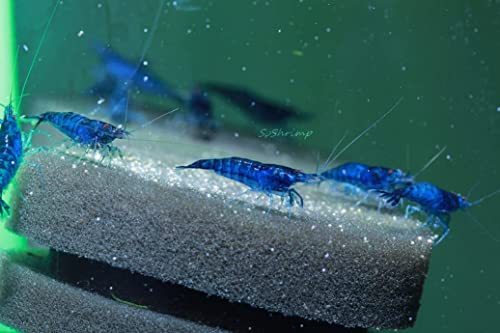 ShrimpRack 8 Blue Dream Neocaridina Freshwater Aquarium Shrimps 1/4 to 1/2 inch Long Live Arrival, 8 Count (Pack of 1)