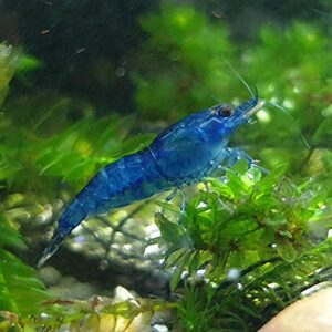 ShrimpRack 8 Blue Dream Neocaridina Freshwater Aquarium Shrimps 1/4 to 1/2 inch Long Live Arrival, 8 Count (Pack of 1)