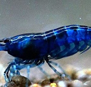 ShrimpRack 8 Blue Dream Neocaridina Freshwater Aquarium Shrimps 1/4 to 1/2 inch Long Live Arrival, 8 Count (Pack of 1)