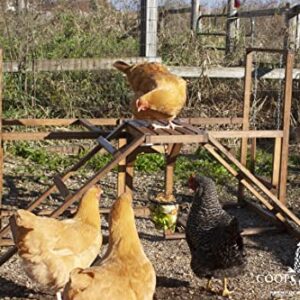 Coops & Feathers Chicken Activity Center-Play, Swing, & Roost-Includes Treat Basket (Large)