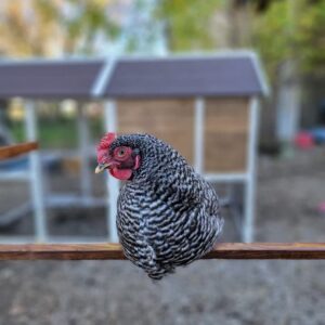 Coops & Feathers Roosting Perch-A Perfect Bird's Eye View (Small)