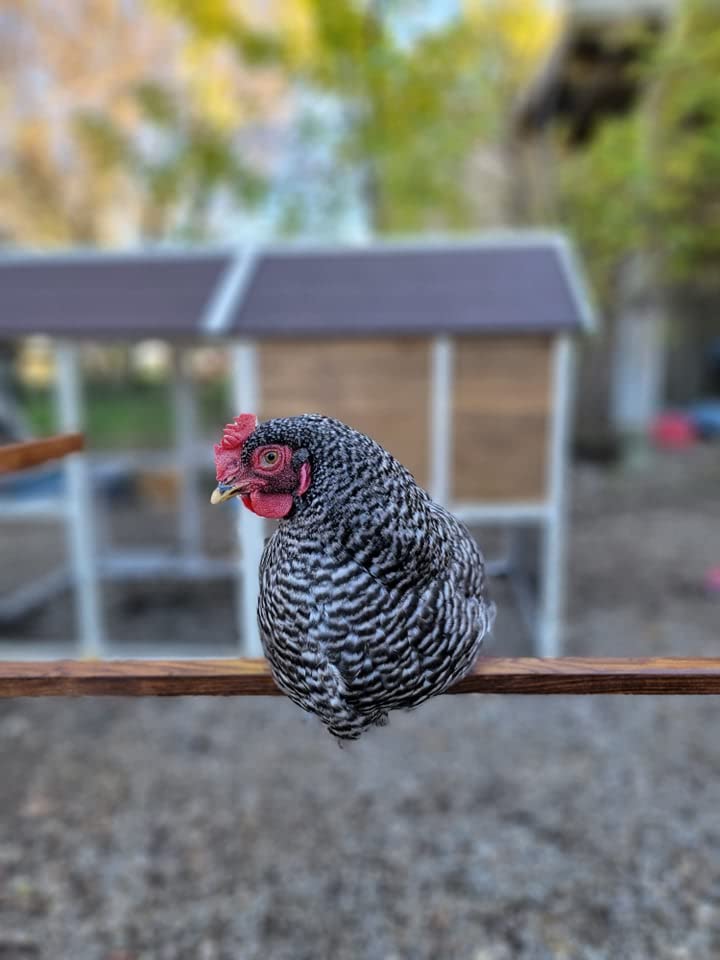 Coops & Feathers Roosting Perch-A Perfect Bird's Eye View (Small)