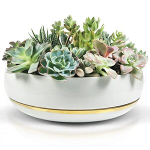 large succulent planter with drainage tray - 10 inch white bowl with metallic gold - modern bonsai, cactus, & succulent pot with saucer - no plants included