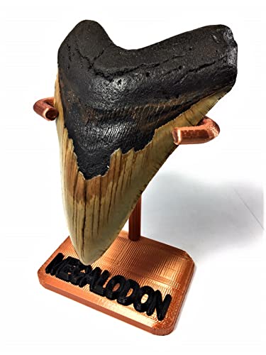 Exact Tooth as Shown in Image - Genuine One-of-a-Kind Prehistoric Fossilized Megalodon Shark Tooth with a Custom 3D-Printed Tooth Stand and a Glossy 8-1/2" x 11" Certificate of Authenticity (4.960")